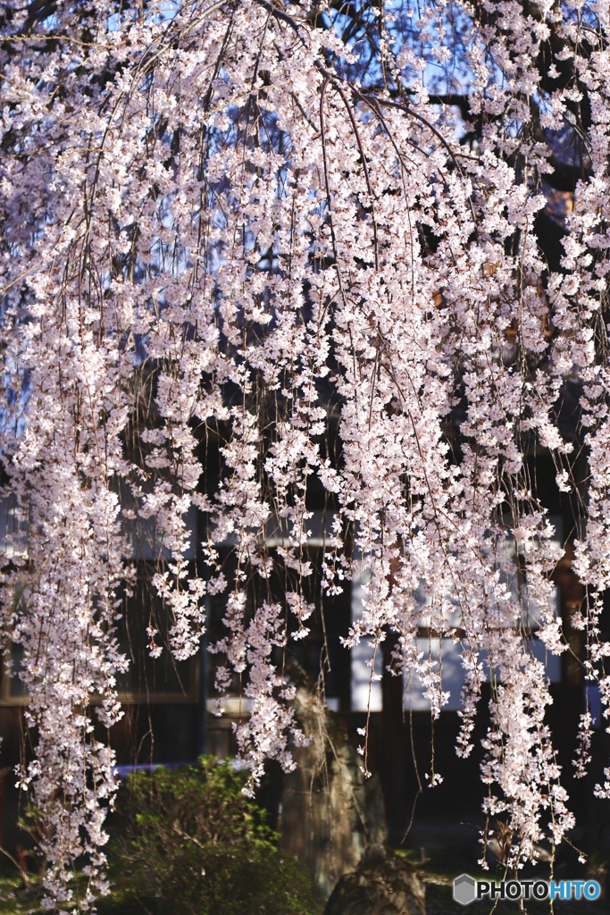 桜　２