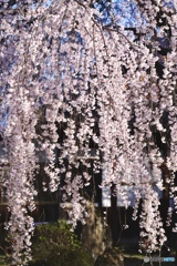 桜　２