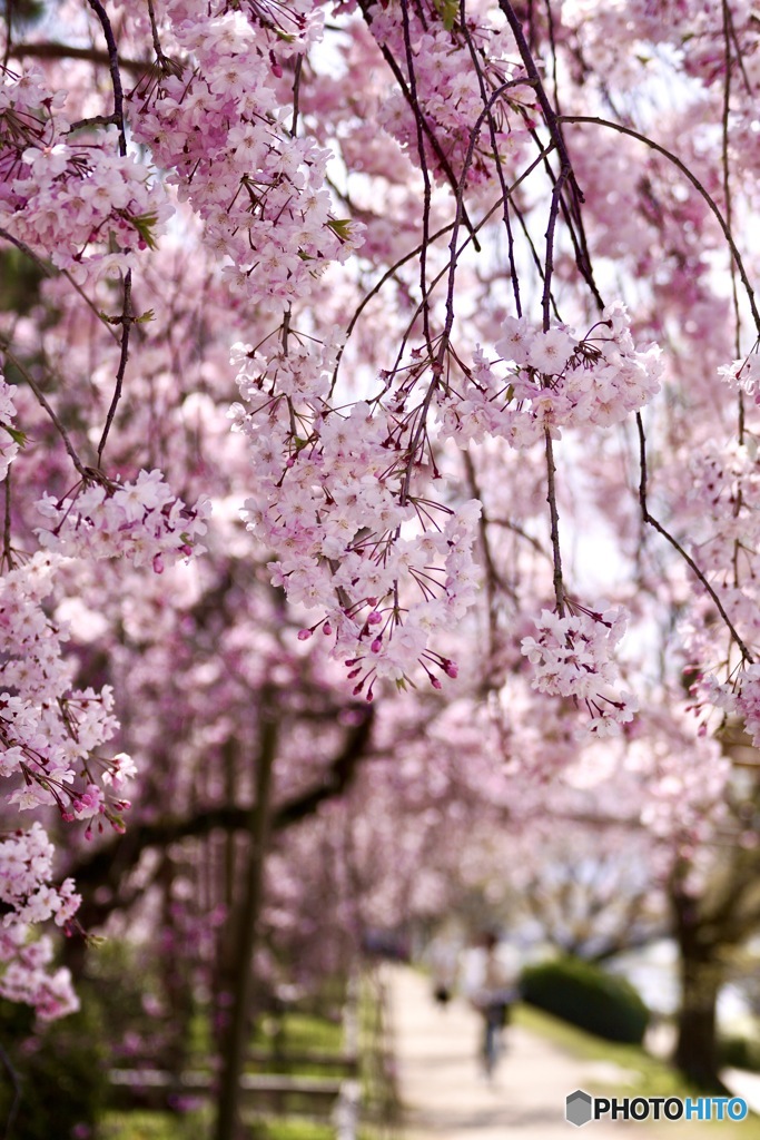 桜　１１
