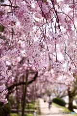 桜　１１