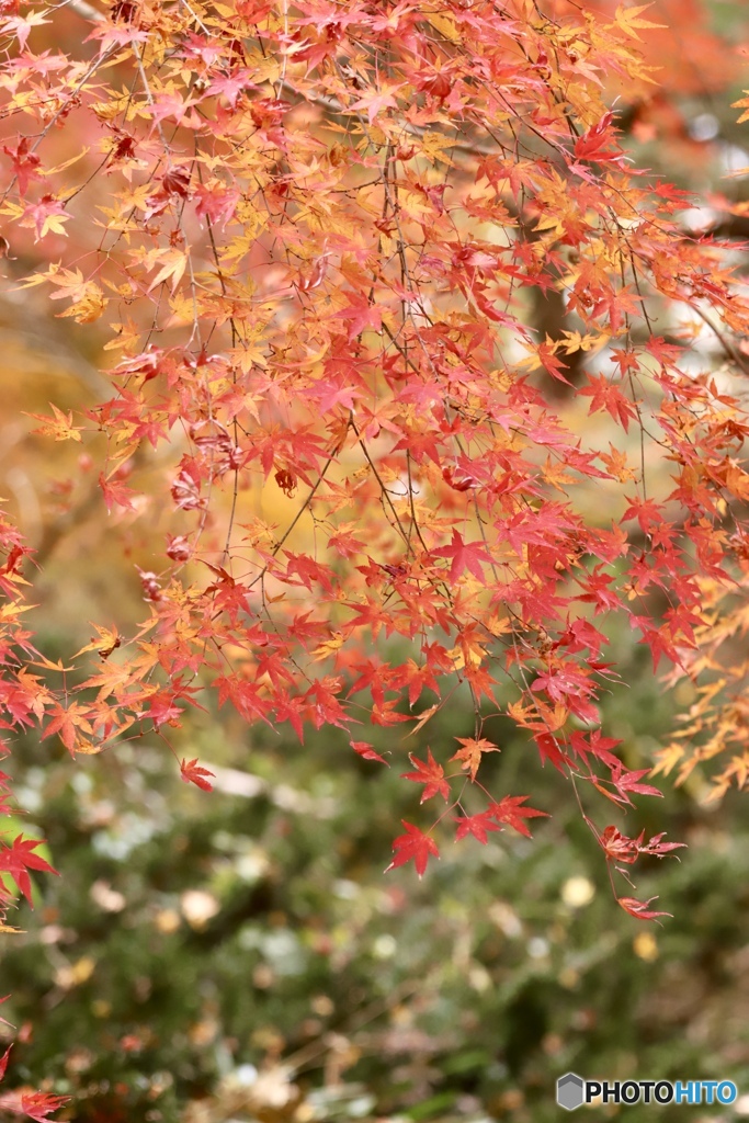 紅　葉