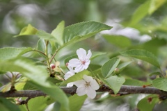 残る桜も散る桜