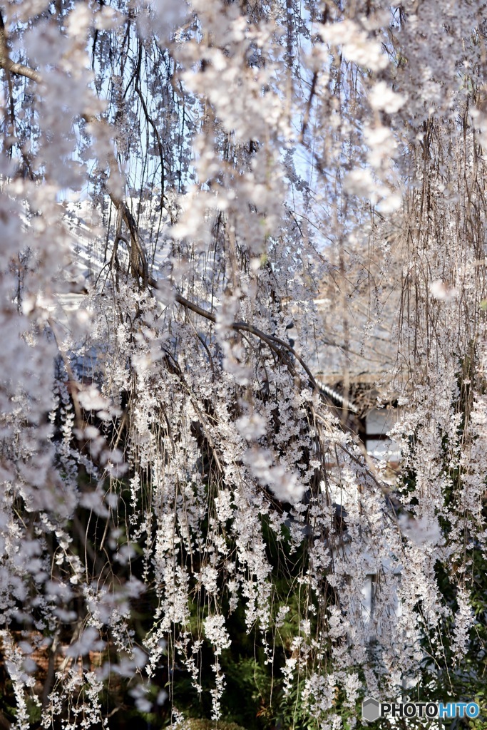 桜　６