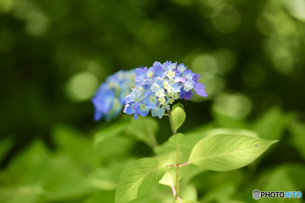 紫陽花　２