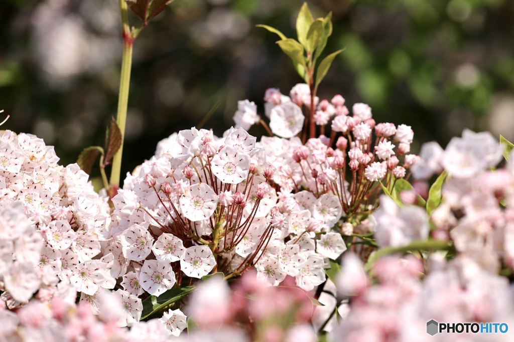 カルミアちゃん