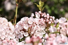 カルミアちゃん