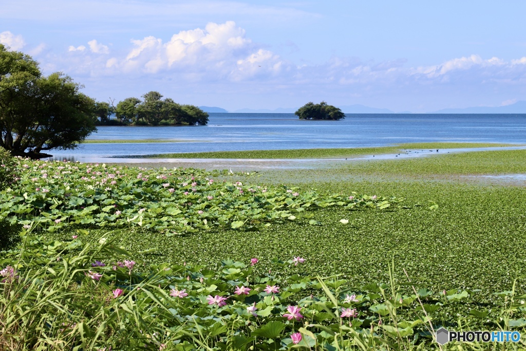 琵琶湖夏景色