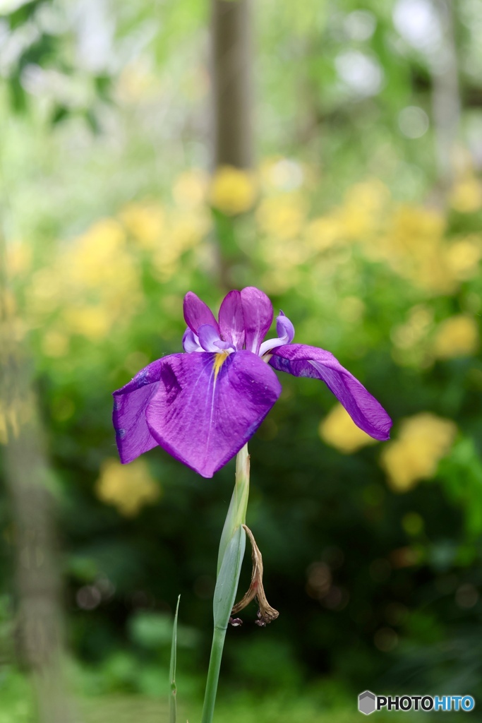 花菖蒲
