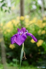 花菖蒲