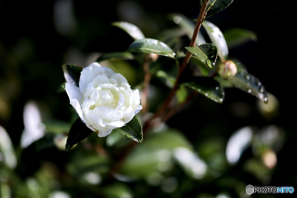 山茶花