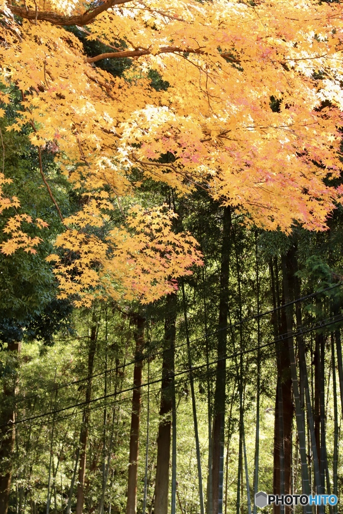 黄　葉