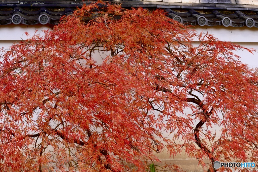 紅枝垂楓