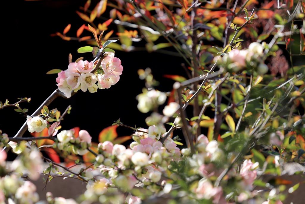 木瓜の花