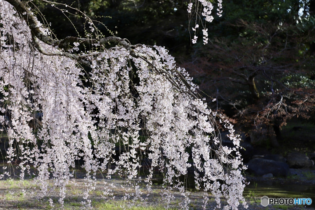 桜　６