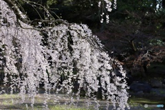 桜　６