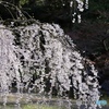 桜　６