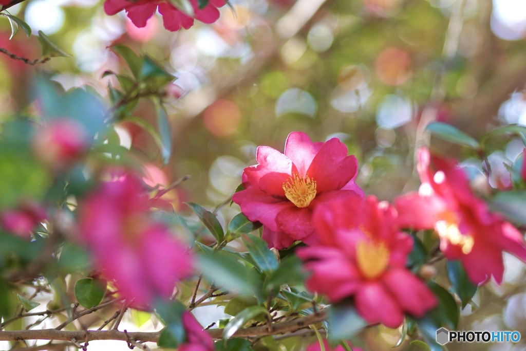 山茶花　３