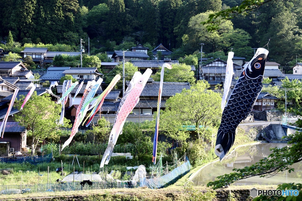 鯉のぼり