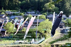 鯉のぼり