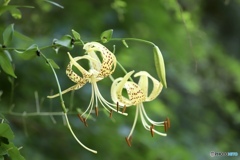 黄金鬼百合