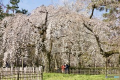 桜　３