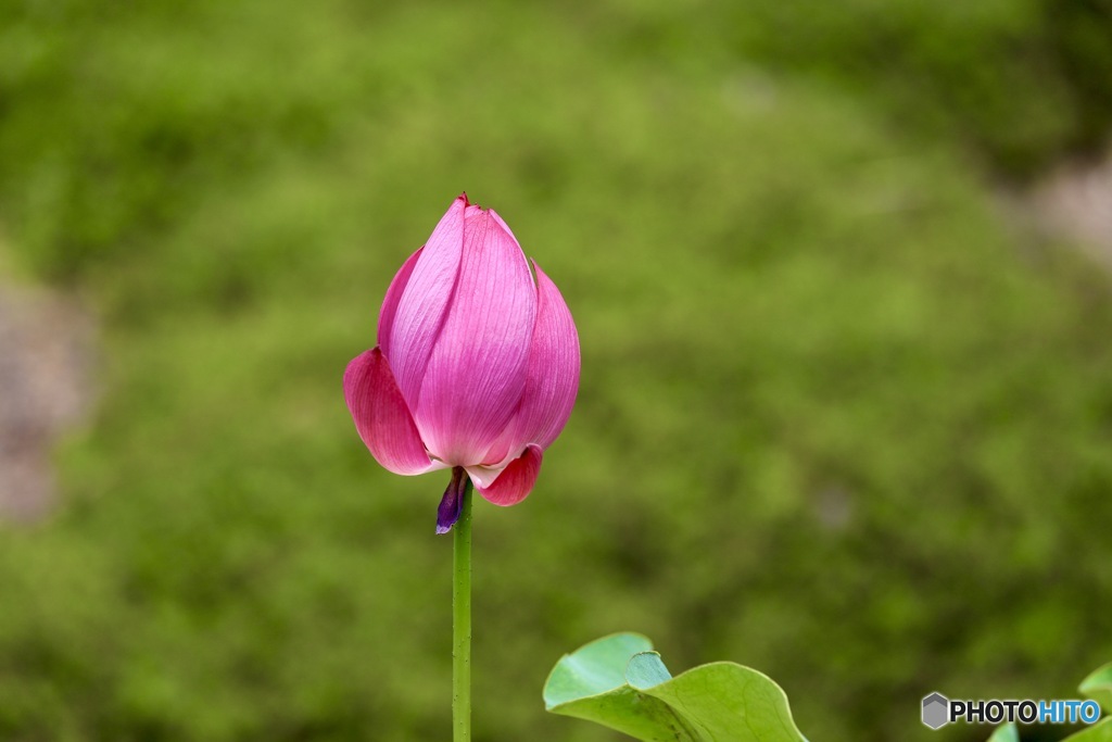 蓮の花　１０