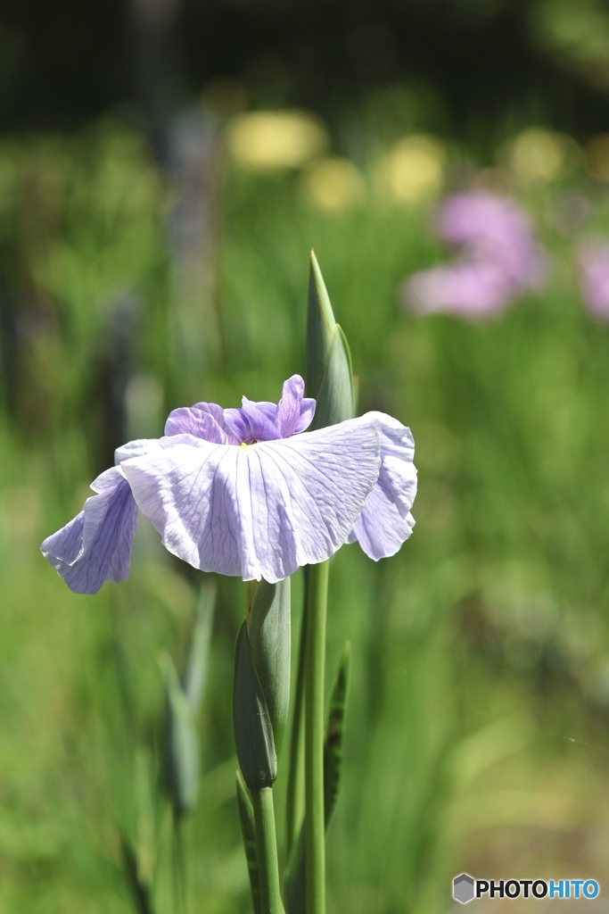 花菖蒲