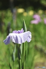 花菖蒲