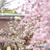 枝垂れ　２