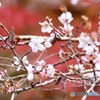 冬桜