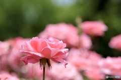 薔薇の花