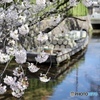 桜と高瀬舟　２