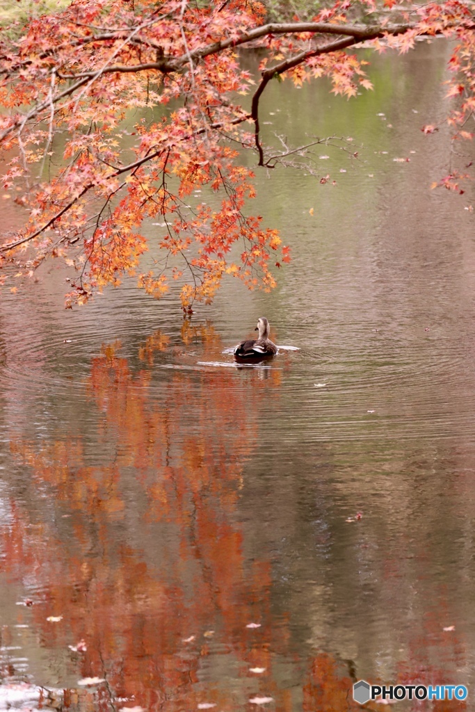 紅葉狩り