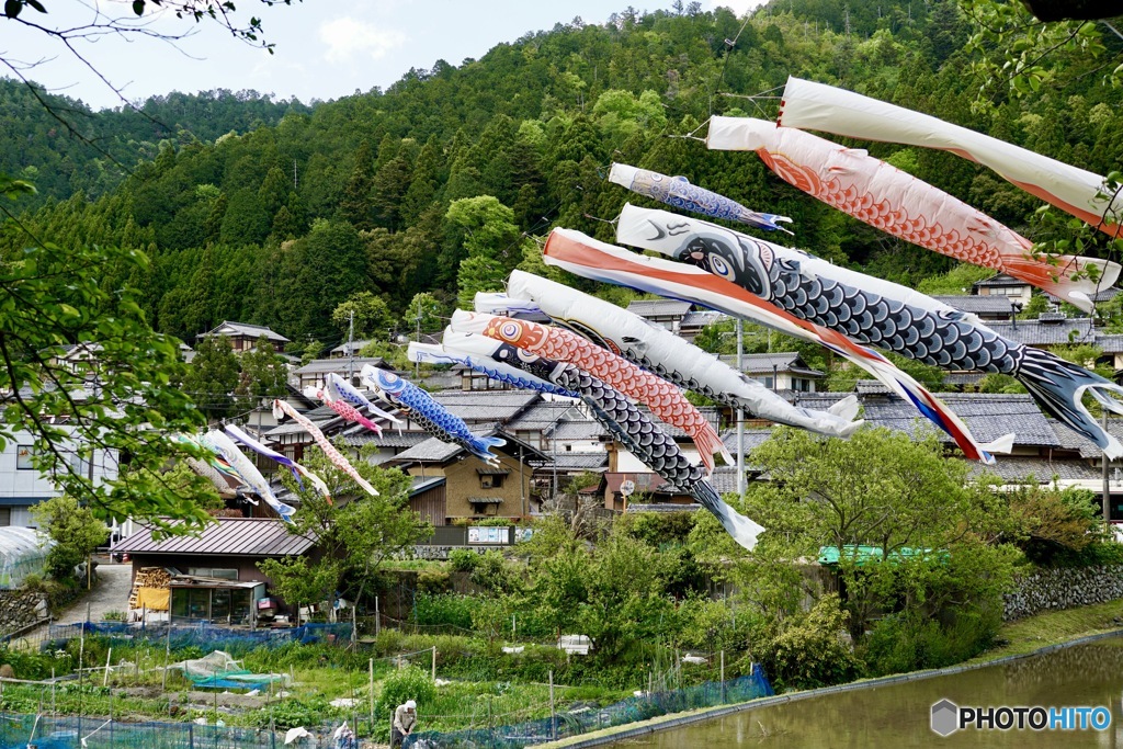 山里の鯉のぼり　２