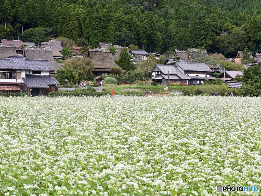 そばの花と赤いポスト