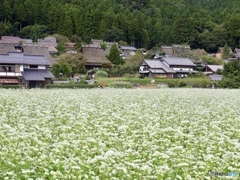 そばの花と赤いポスト