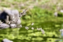 水辺にて