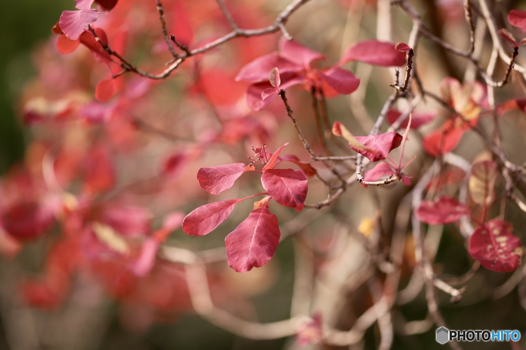 スモークツリー　２