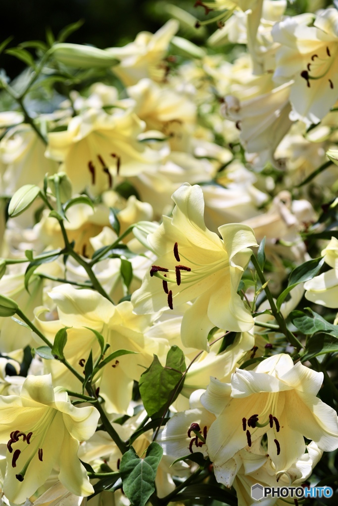 夏の花