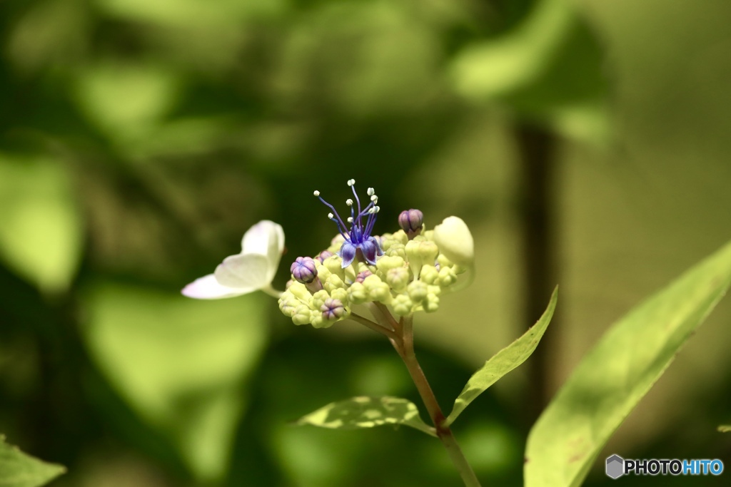 紫陽花　５