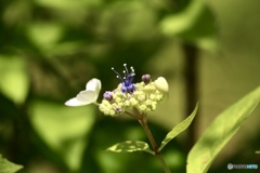 紫陽花　５
