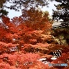 紅　葉