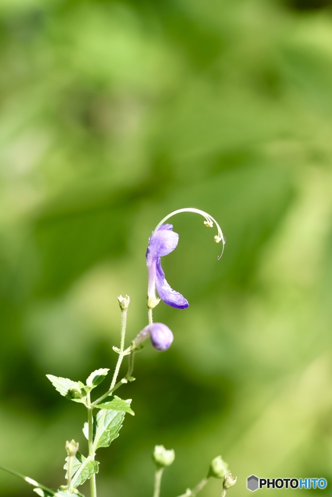 雁金草