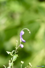 雁金草