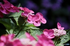 紫陽花
