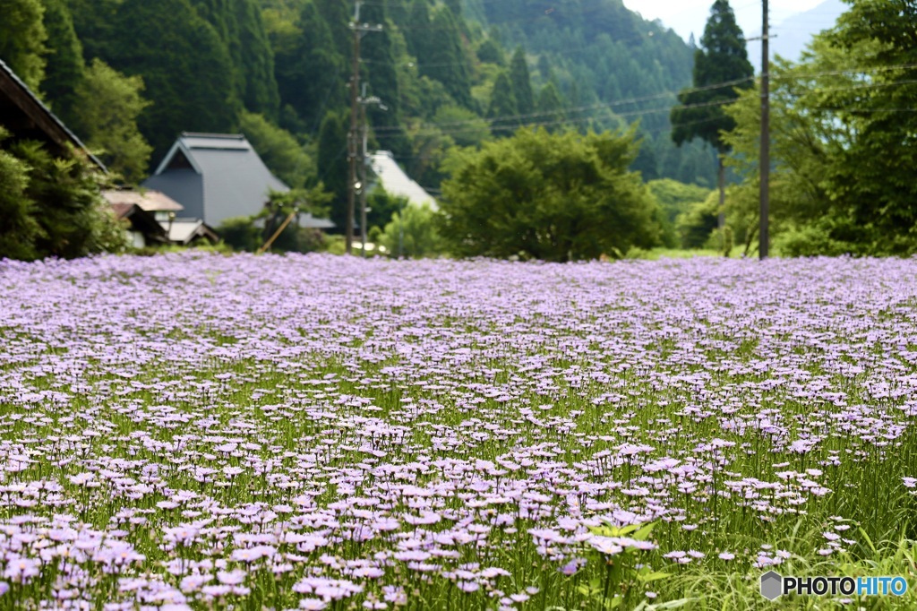 北山友禅菊
