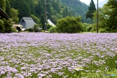 北山友禅菊