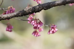 桜　２