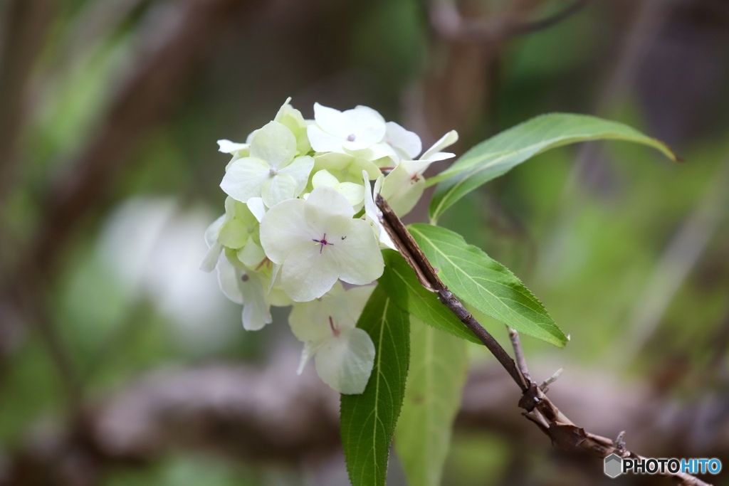 夏の紫陽花