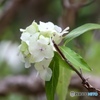夏の紫陽花
